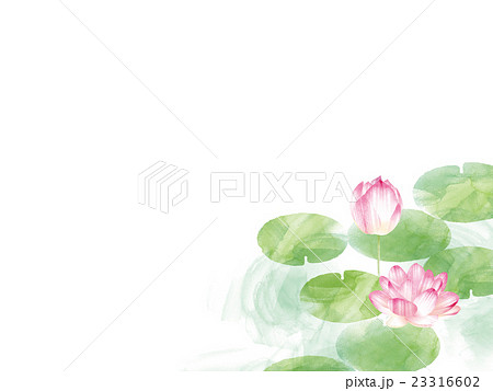 蓮の花 蓮の花 23316602