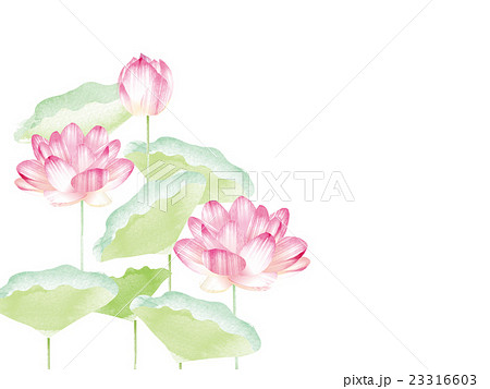 蓮の花　 23316603