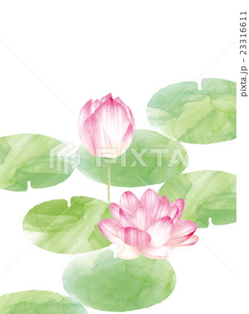 蓮の花 蓮の花 23316611