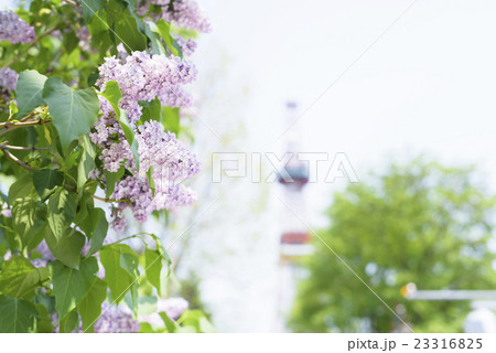 札幌大通公園のライラック（+テレビ塔） 23316825