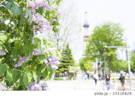 札幌大通公園のライラック（+テレビ塔） 23316828