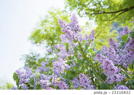 札幌大通公園のライラック 23316832