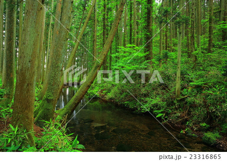 夏の牛渡川 23316865