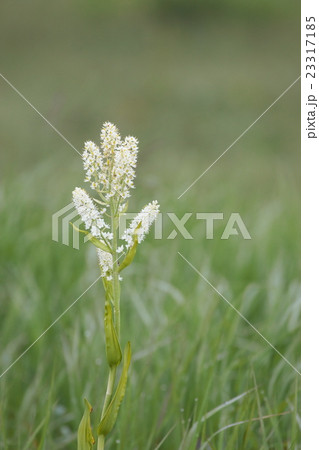 コバイケイソウ 23317185