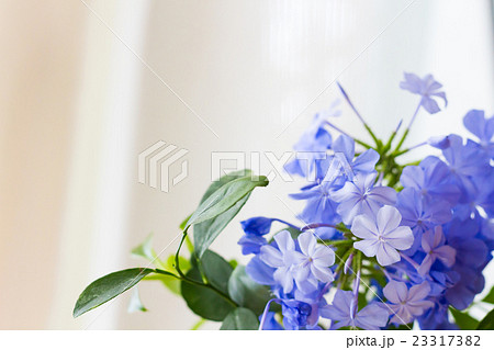 ルリマツリ 23317382