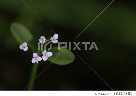 自然 植物 ホソバノヨツバムグラ 梅雨時から夏に一ミリほどの白い花を咲かせますの写真素材