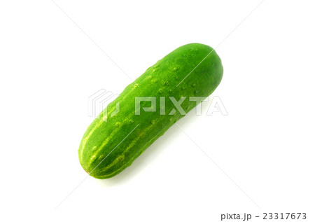 夏野菜 加賀太キュウリ 夏野菜 加賀太キュウリ 23317673
