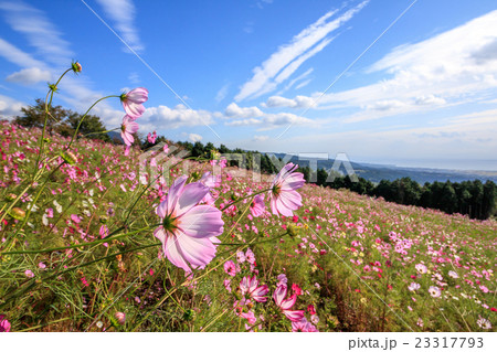 コスモス畑 長崎県諫早市白木峰の写真素材