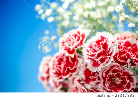 カーネーションの花 23317838