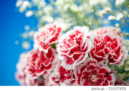 カーネーションの花 23317839
