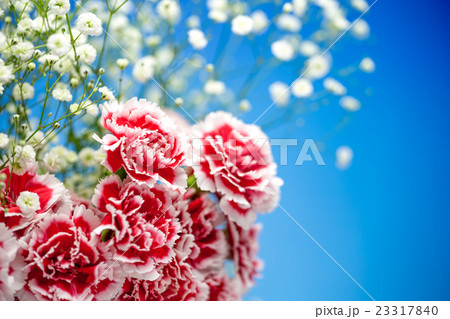 カーネーションの花 23317840