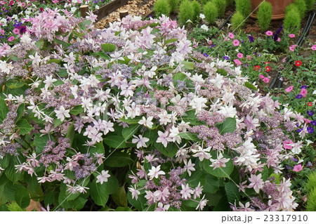 花壇アジサイ　05 23317910