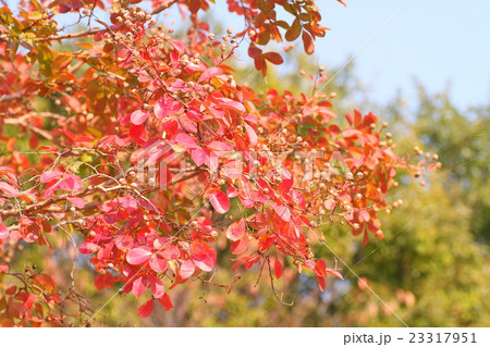 ハギの紅葉 23317951