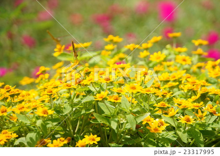 バンコクの公共公園における自然（Nature in Bangkok） 23317995