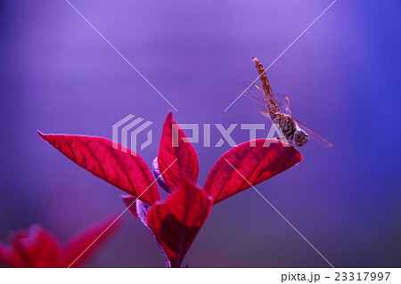 トンボ池のイメージ写真（Image of Dragonfly Pond） 23317997
