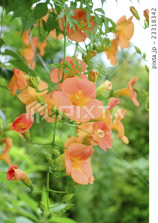 ノウゼンカズラ　ノウゼンカズラの花　 23318342