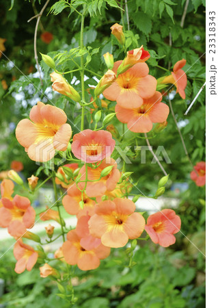 ノウゼンカズラ　ノウゼンカズラの花　 23318343