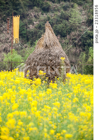 hay stack with blur yellow rapeseed in foreground 23318956