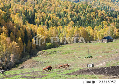 Hemu Village in autumn, Xinjiang China Hemu Village in autumn, Xinjiang China 23318957