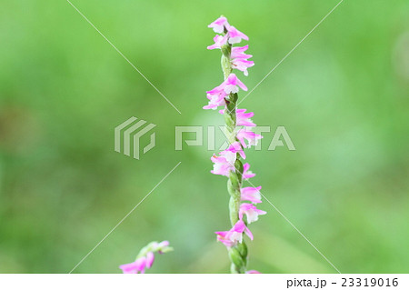 野の花 ネジバナ 野の花 ネジバナ 23319016