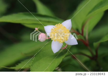 甘茶 (梅花甘茶) の花 23319043