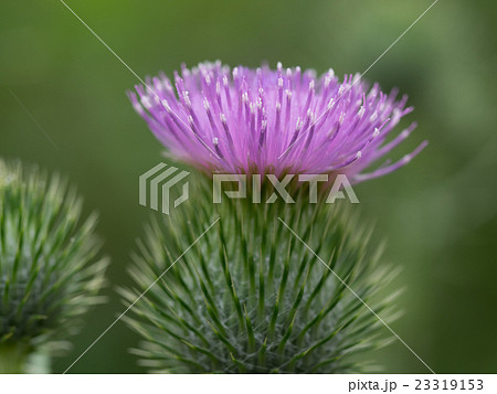 棘のあるアメリカオニアザミ 23319153