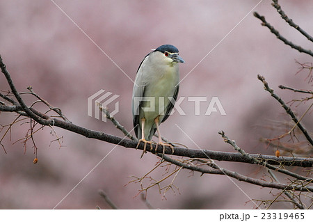 ゴイサギと桜 23319465