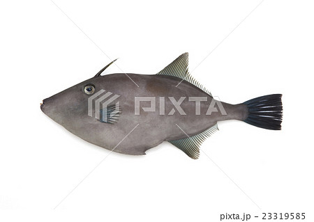 ウマヅラハギ ウマヅラハギ 23319585