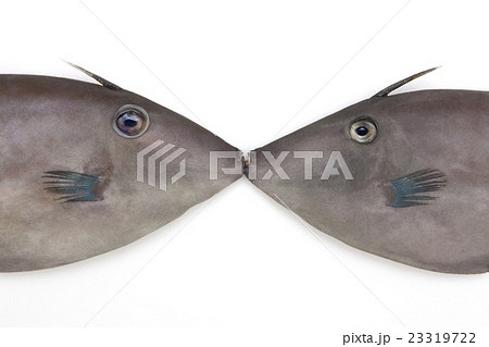 ウマズラハギ ウマズラハギ 23319722