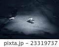 落ち葉 23319737