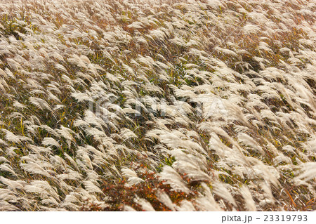 一面のススキ 一面のススキ 23319793