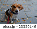 落ち葉と犬2 23320146