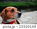 川辺の犬 23320149
