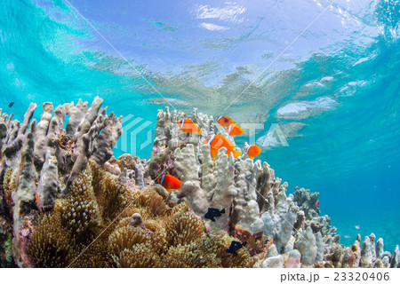 ハマクマノミ ハマクマノミ 23320406