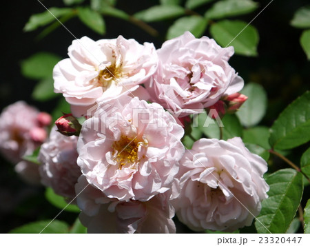 コーネリア 23320447