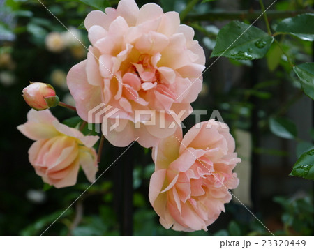 オーギャストジュルベ オーギャストジュルベ 23320449