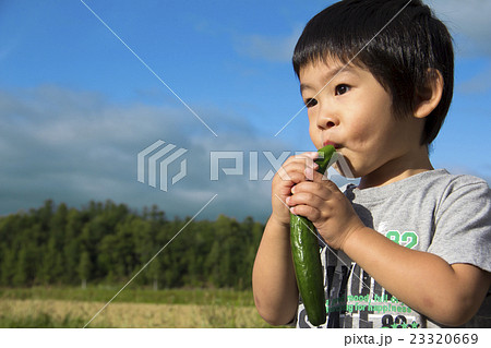 野菜を食べる男の子 23320669