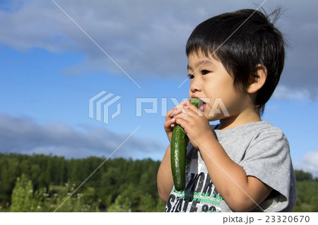 野菜を食べる男の子 23320670