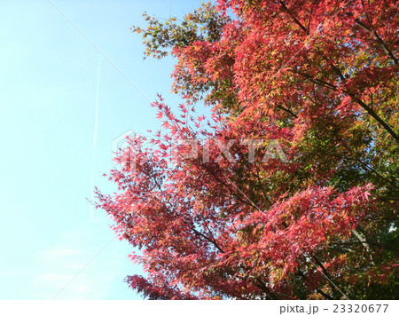紅葉と飛行機雲の私 23320677