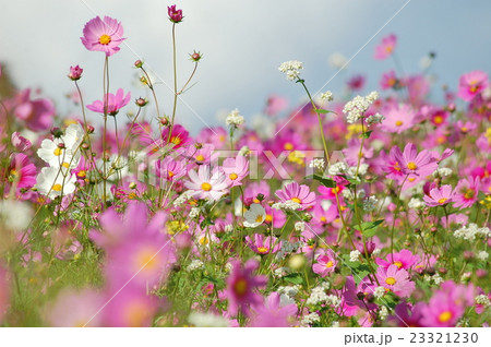 秋桜 23321230