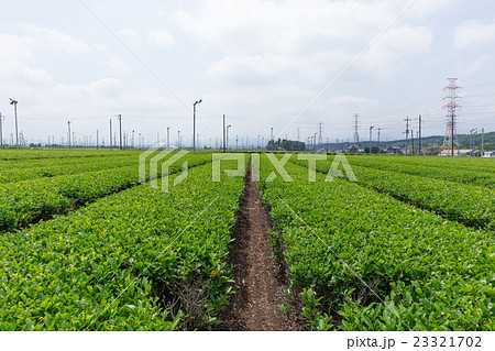 茶畑(埼玉県狭山丘陵) 茶畑(埼玉県狭山丘陵) 23321702