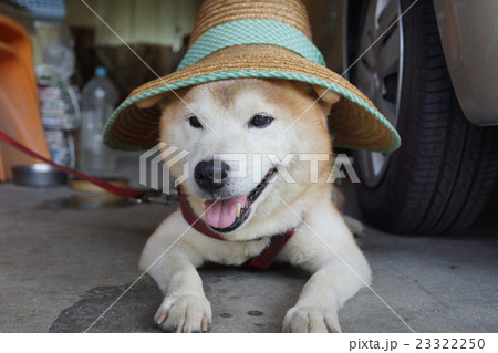 僕と犬と麦わら帽子 23322250
