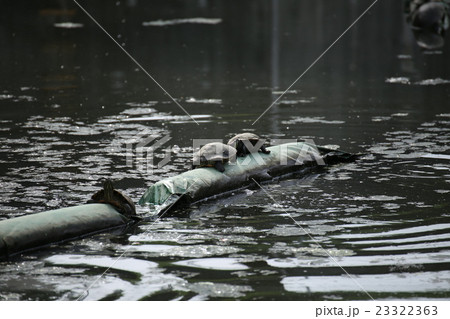 池のカメ 池のカメ 23322363