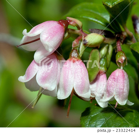 Flowering cranberries 23322414