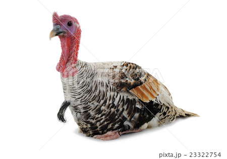 silvery turkey-cock silvery turkey-cock 23322754