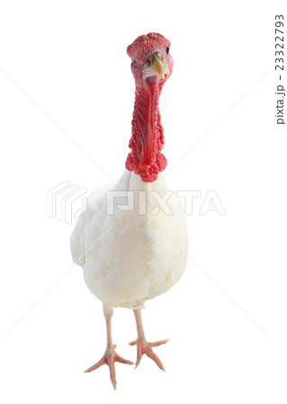 Turkey 23322793