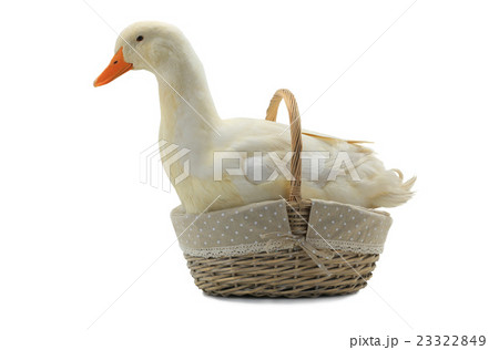duck 23322849
