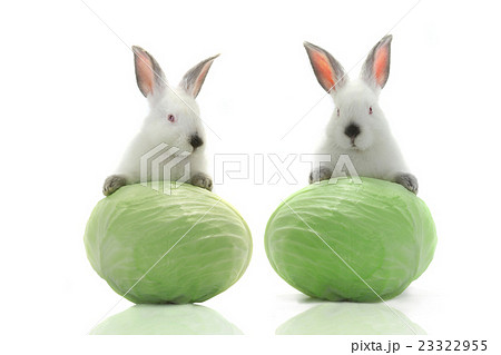 two white rabbit 23322955