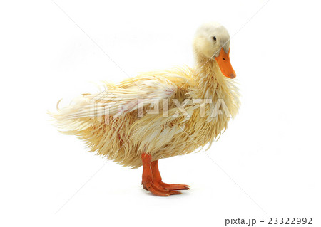 wet duck wet duck 23322992