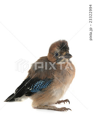 jay's jay's 23322994